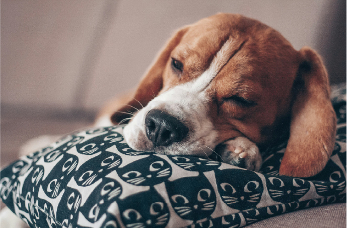 pet friendly